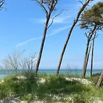 Herzmuschel Zingst