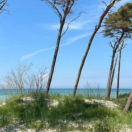 Herzmuschel Zingst